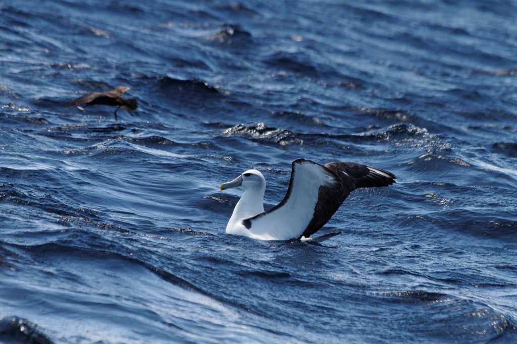 09 - Tasman NP (12).jpg